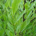 Forestiera neomexicana feuille